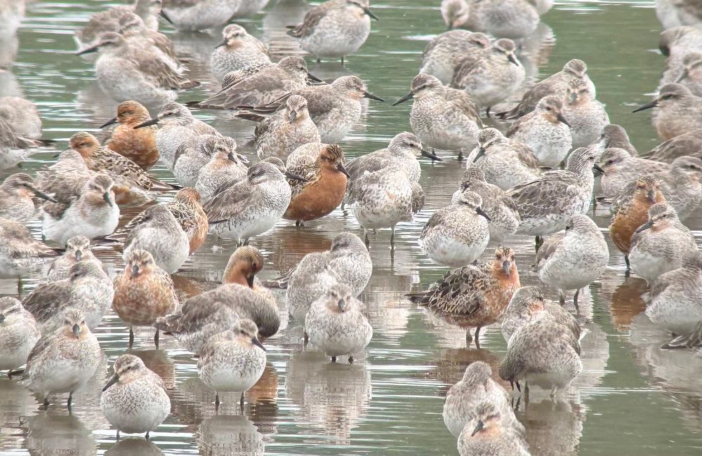 Mixed flock of breeding and non-breeding plumaged Knot