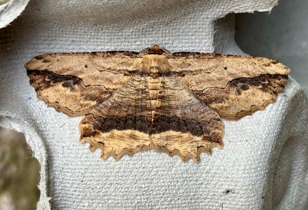 Waved Umber