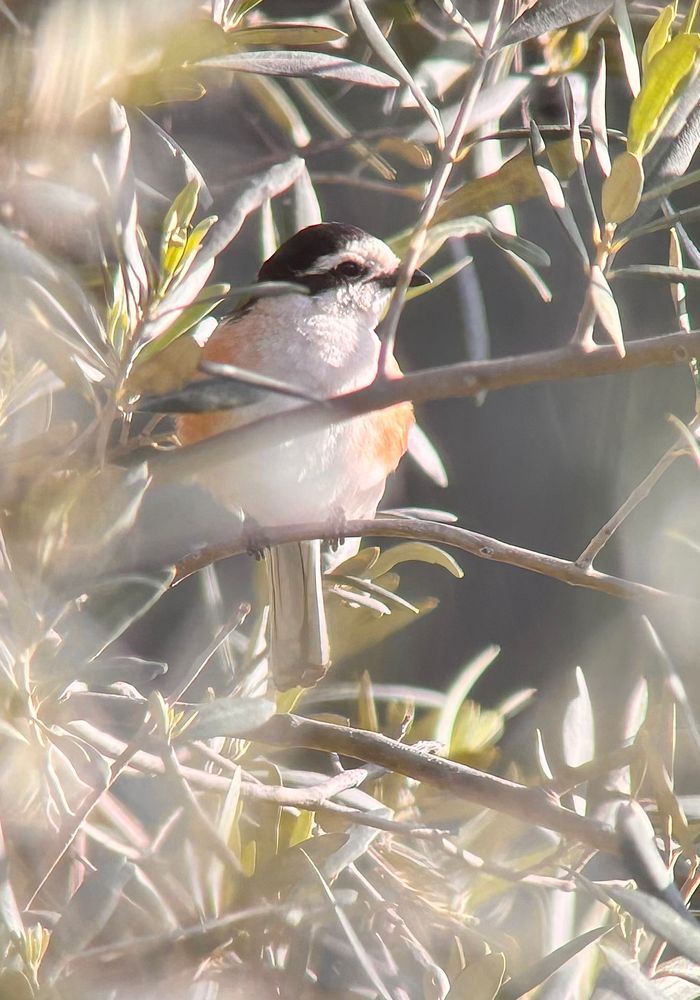 Masked Shrike watching me from an olive tree along the Potamia valley.