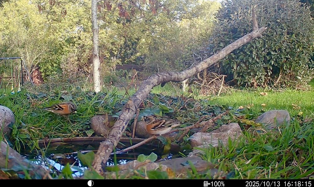 Two Bramblings having a drink in a little garden pond