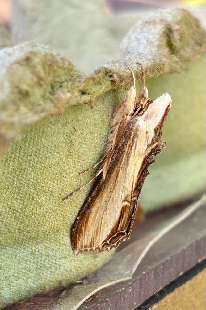 Mullein moth