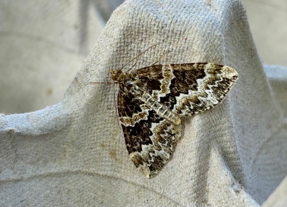 Broken-barred Carpet