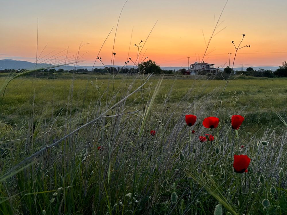 Poppies at sunrise