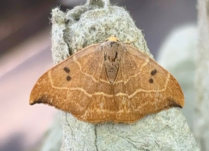 Oak Hook-tip