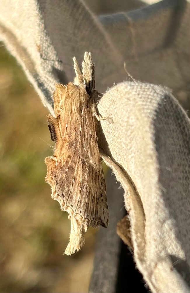 Pale Prominent