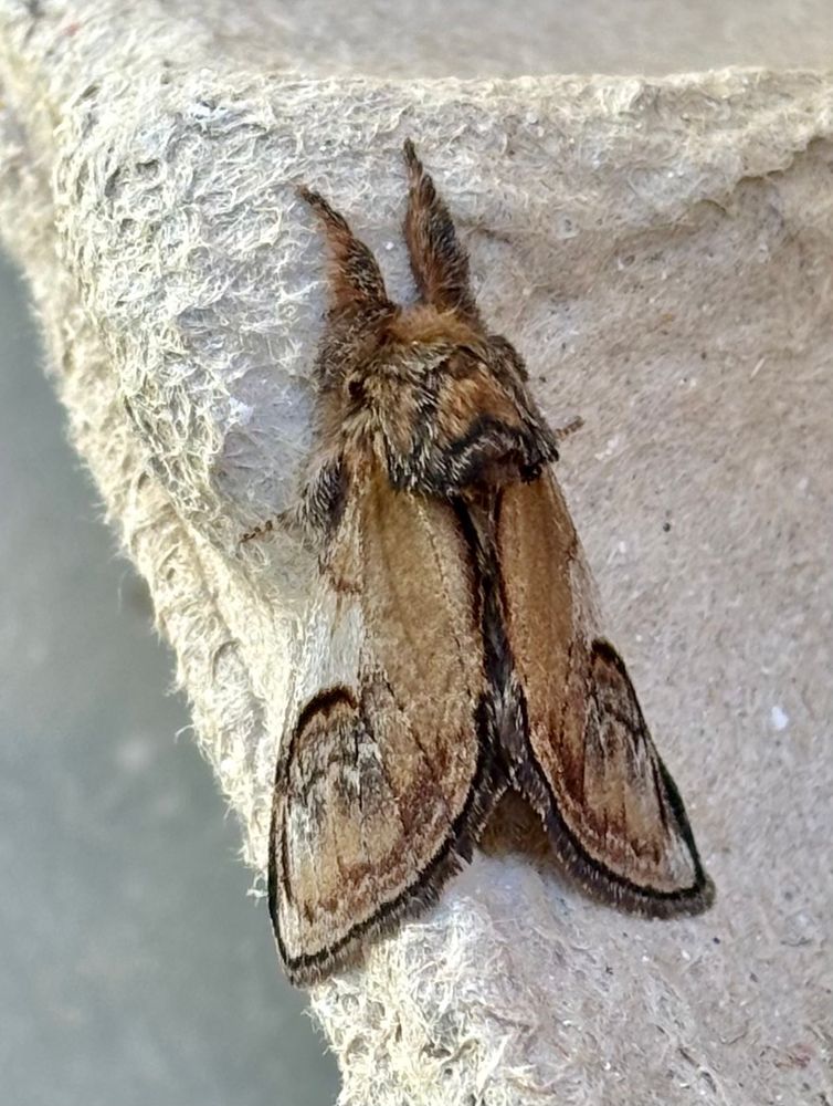 Pebble Prominent
