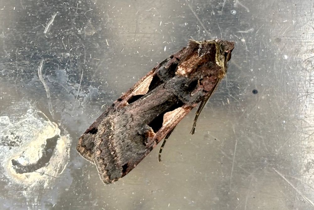 Setaceous Hebrew Character
