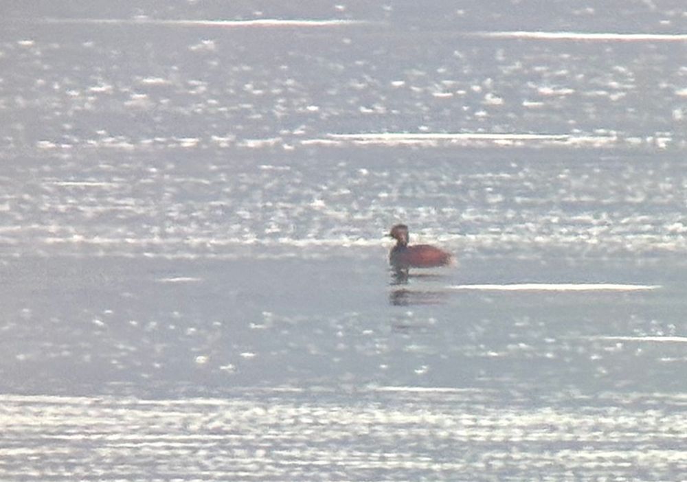 Black-necked grebe