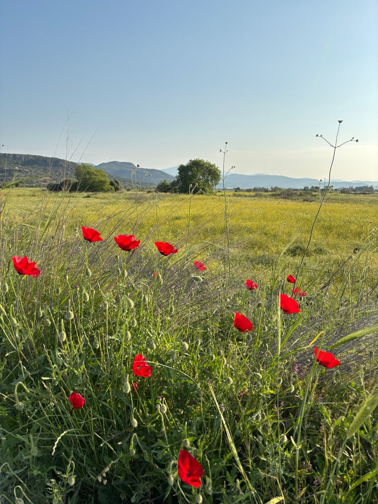 Poppies brightening up the fields