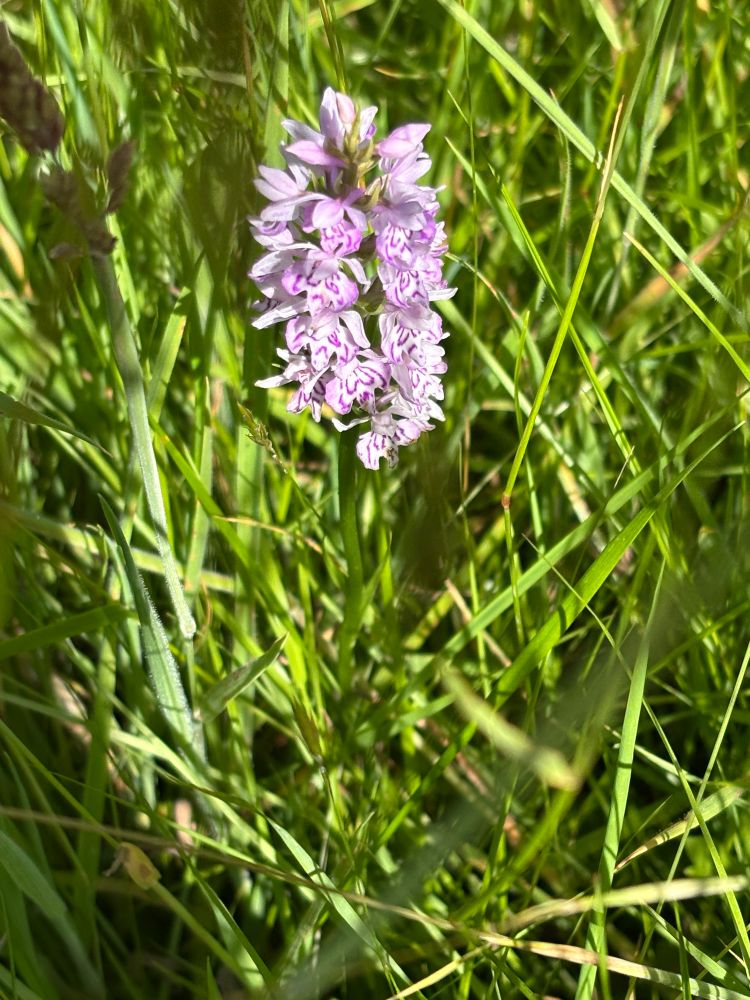 Common Spotted Orchid