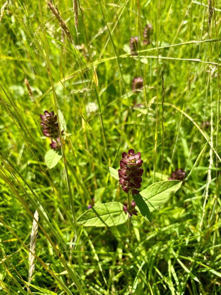 Selfheal