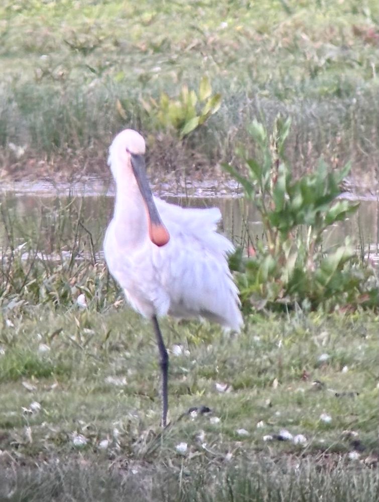 Spoonbill showing why it’s so appropriately named.