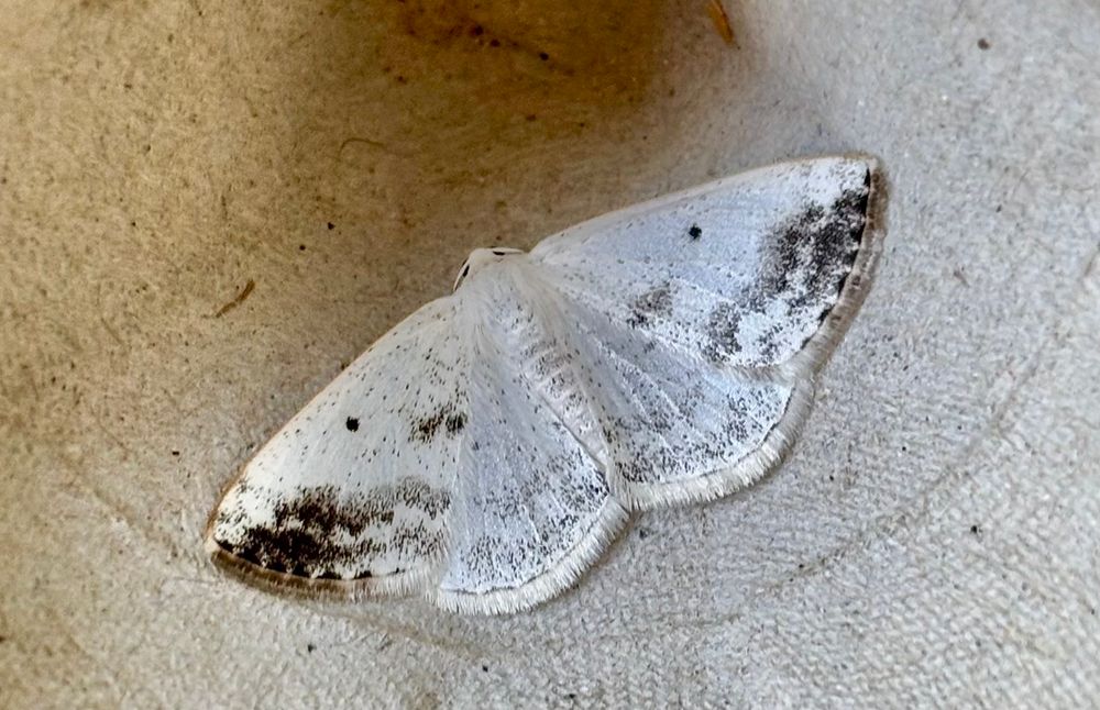 Clouded Silver