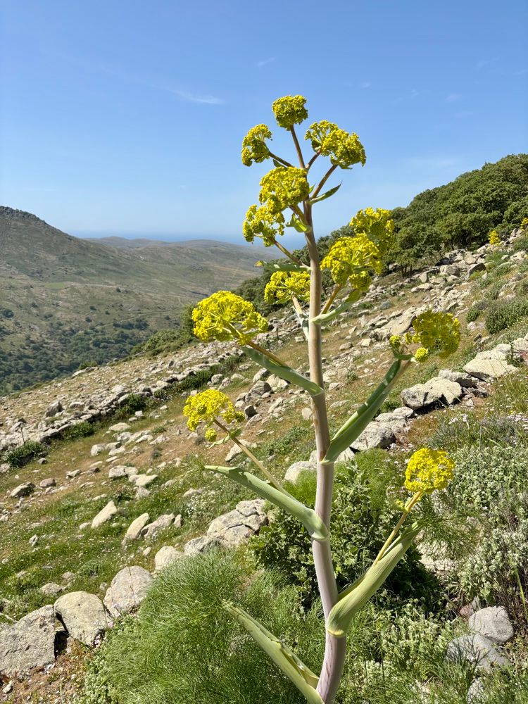 Giant fennel at Ipsilou monastery 