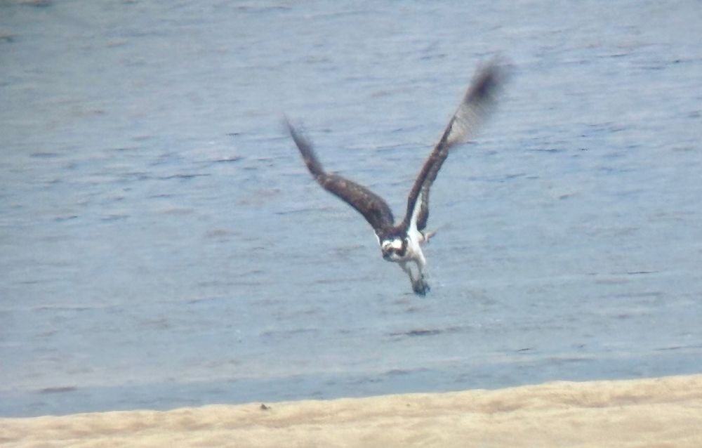 Osprey taking off over the incoming tide