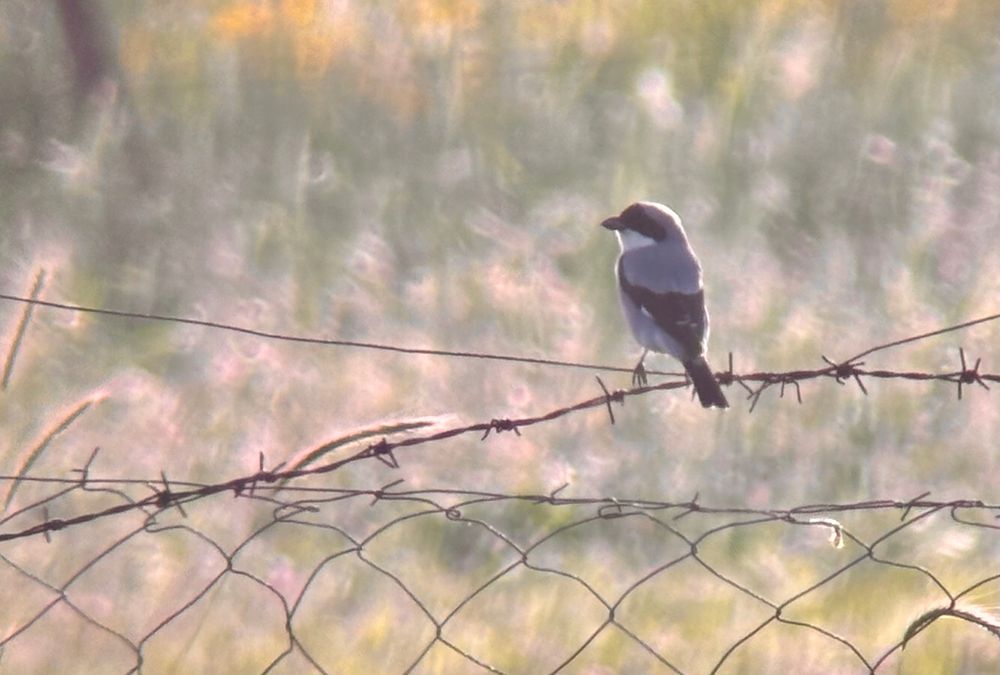 Lesser Grey Shrike perched on an old barbed wire fence. Lucky to jam in on this along the west track at Kalloni salt pans.