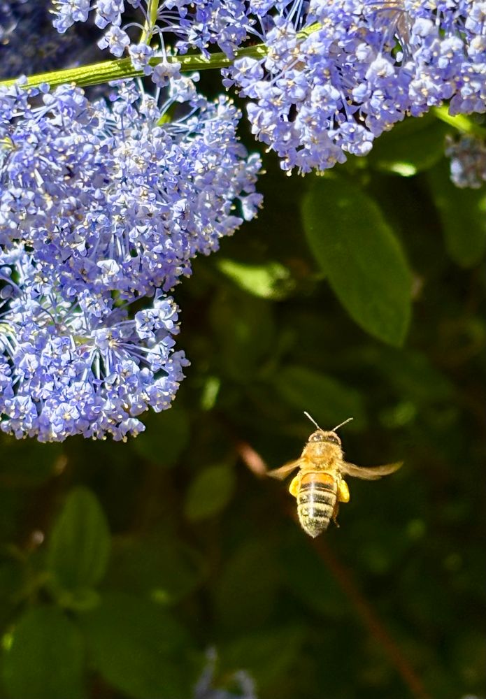 A honey bee with pollen sacs bulging homes in for more.