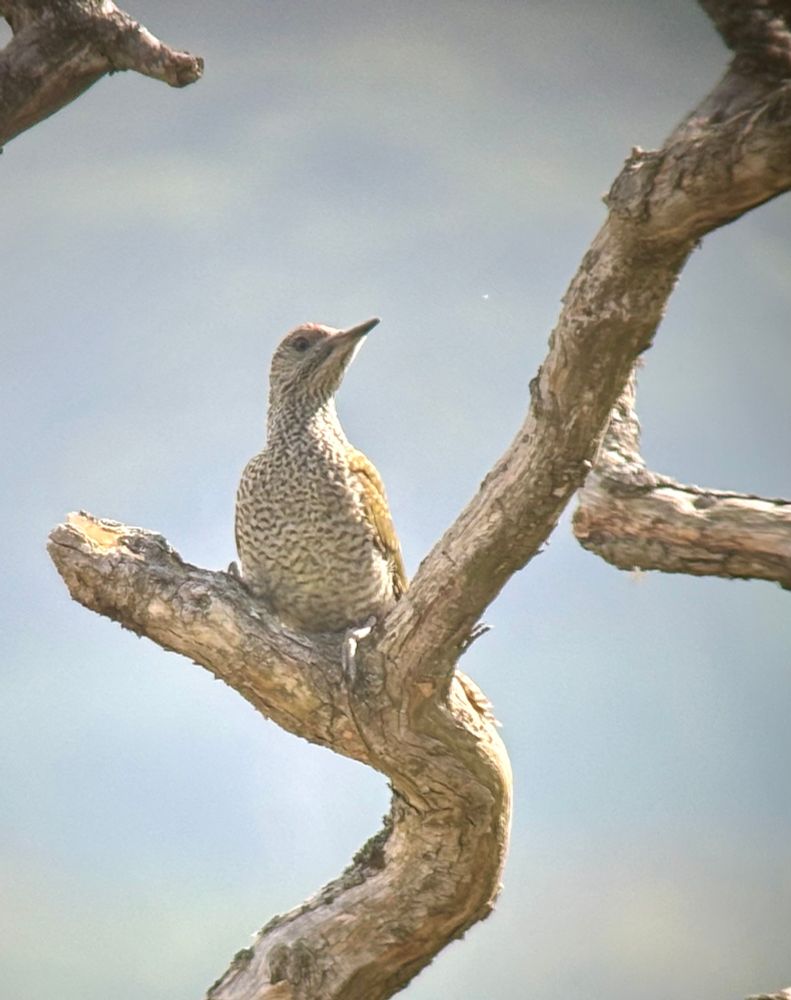 Juvenile Green Woodpecker in a dead tree