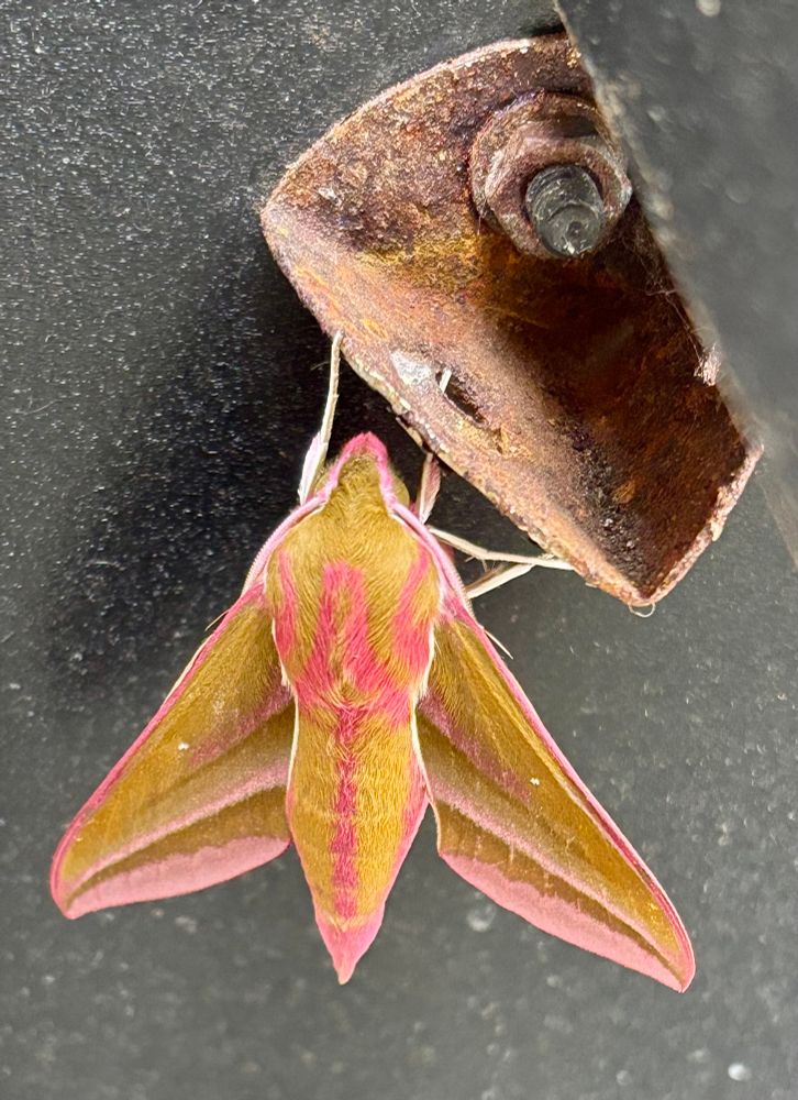 Elephant Hawkmoth showing its stripey purple and green hues