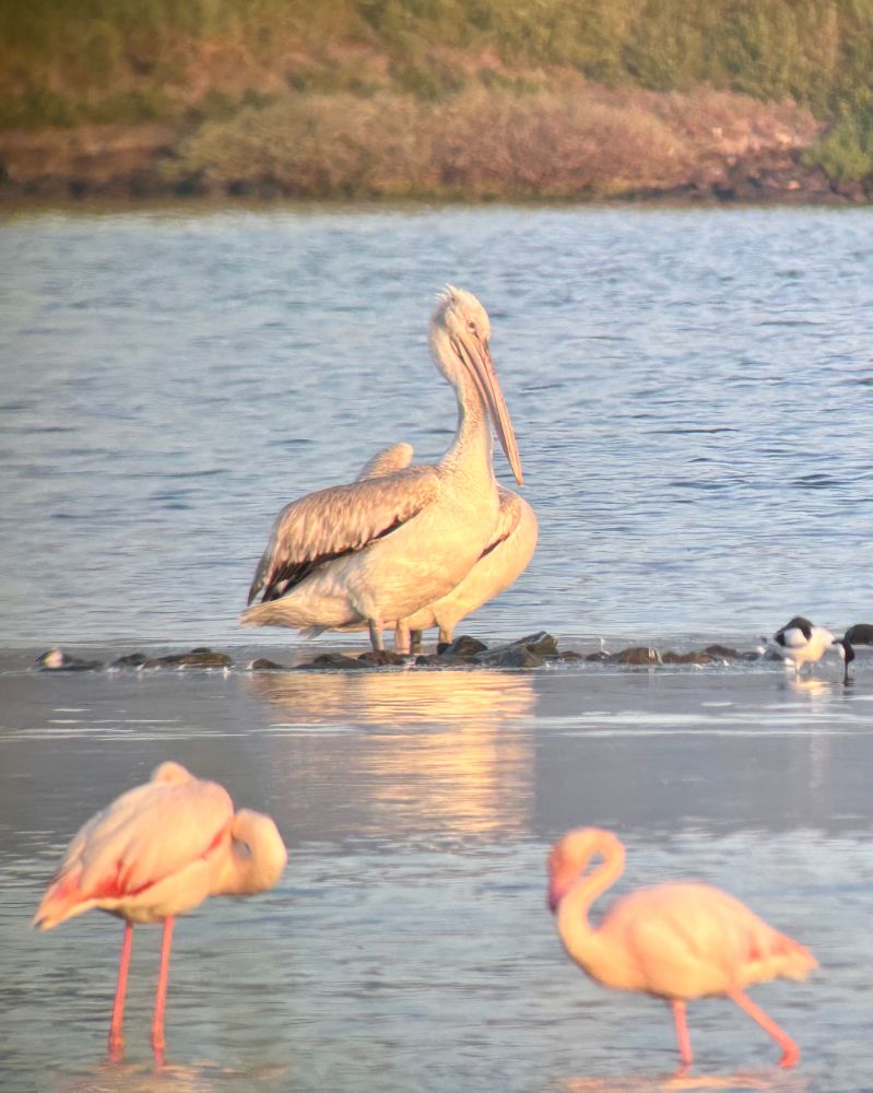 Two Dalmatian Pelicans with two Greater Flamingos in the foreground and an Avocet to the right.