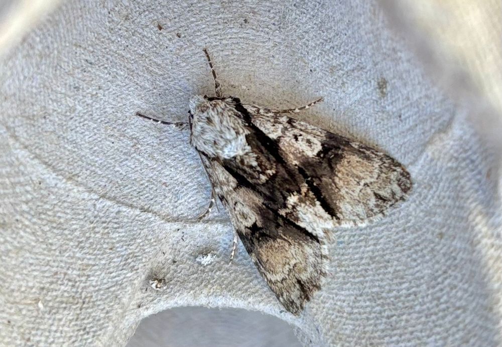 Alder moth