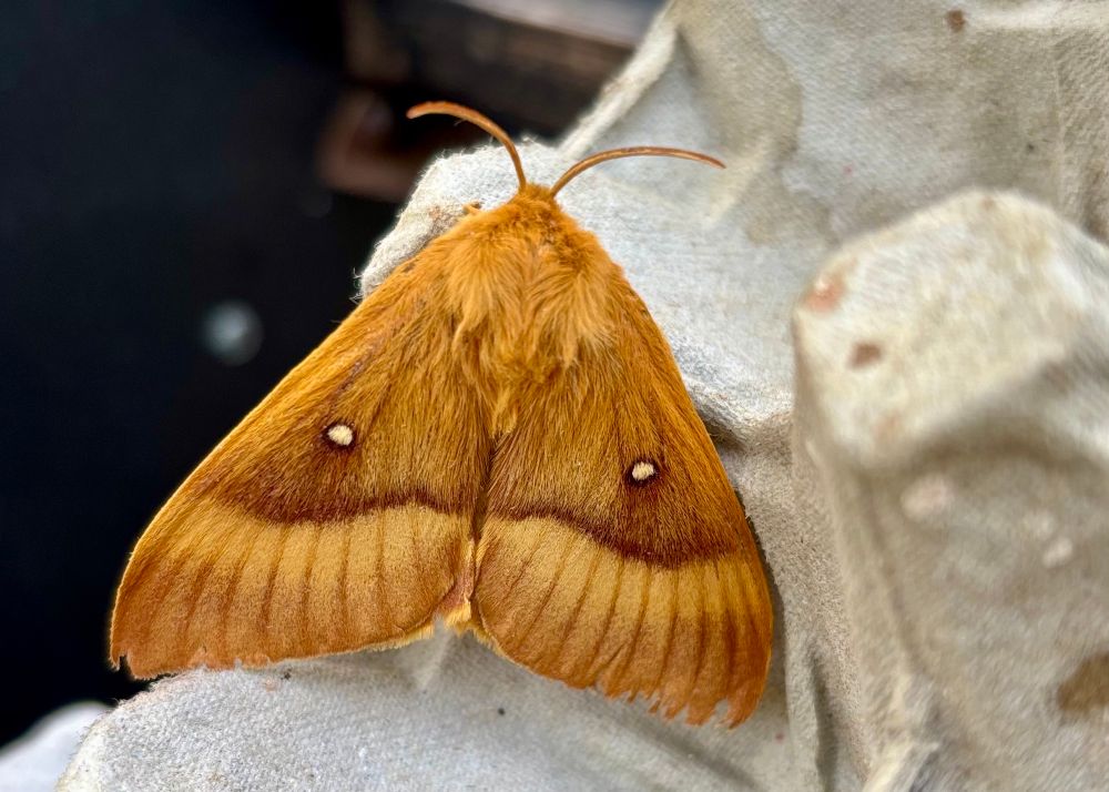An Oak Eggar moth