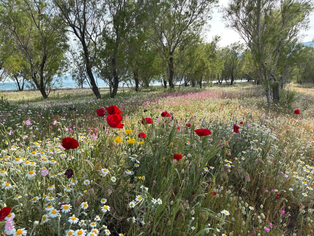 Wildflowers in bloom near Skala Kallonis