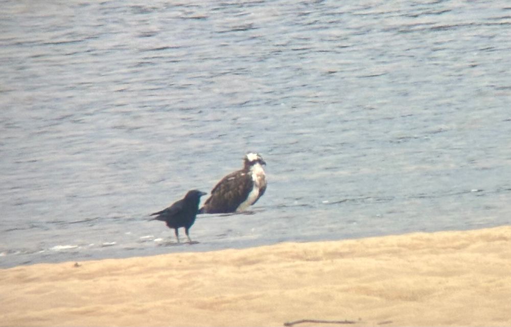 Osprey getting wet feet from the incoming tide while a carrion crow watches on.