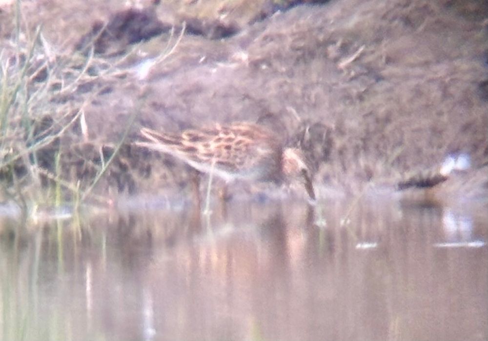 Pectoral sandpiper feeding along the muddy edge. 