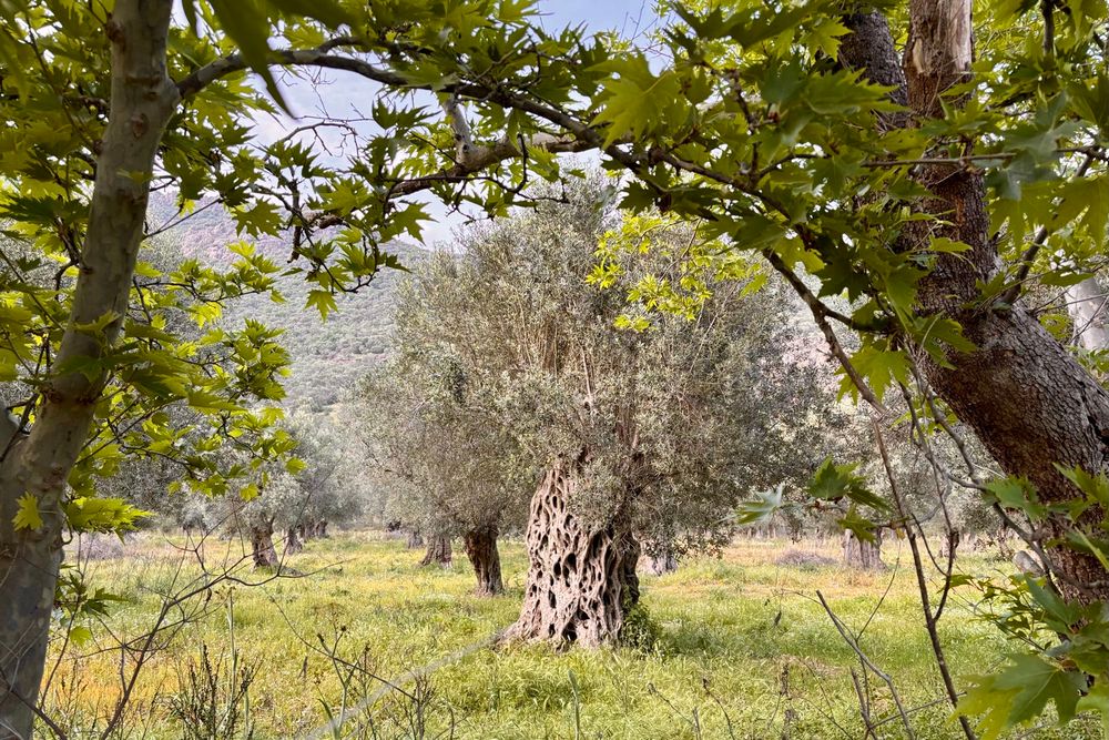 An old Olive tree along the Potamia valley, Lesvos