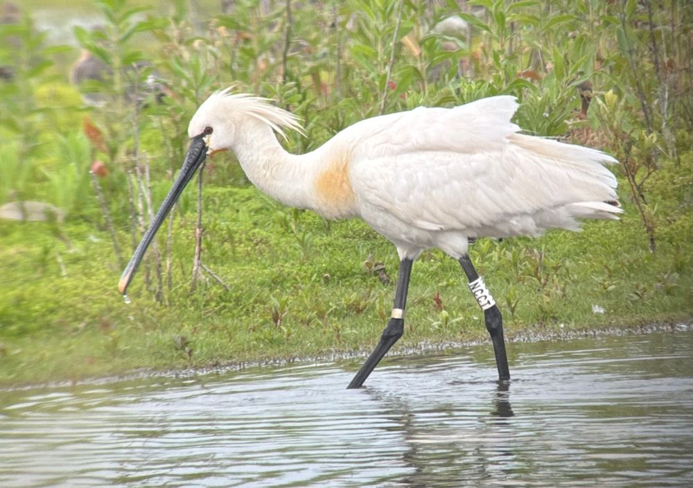 Spoonbill with leg ring NCCT