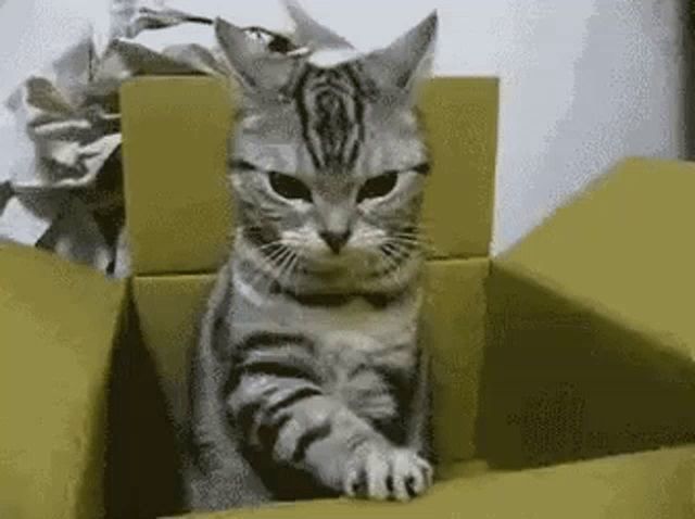 a cat is sitting in a cardboard box with its paws outstretched .