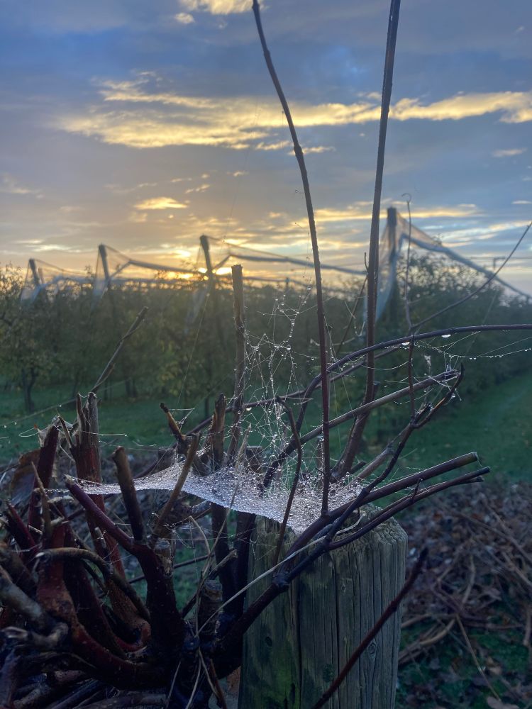 Apfelplantagen im Hintergrund, vorne ein zurückgeschnittener Busch an dessen Zweigen bzw. den Stummeln davon ein Spinnennetz mehr waagerecht als senkrecht hängt und vom Morgentau benetzt ist. 
Am Himmel sieht man die Sonne aufgehen die die Wolken von unten her golden beleuchtet. Ich hab’s schon vor einigen Jahren fotografiert aber eben wiedergefunden und finde es so schön! 