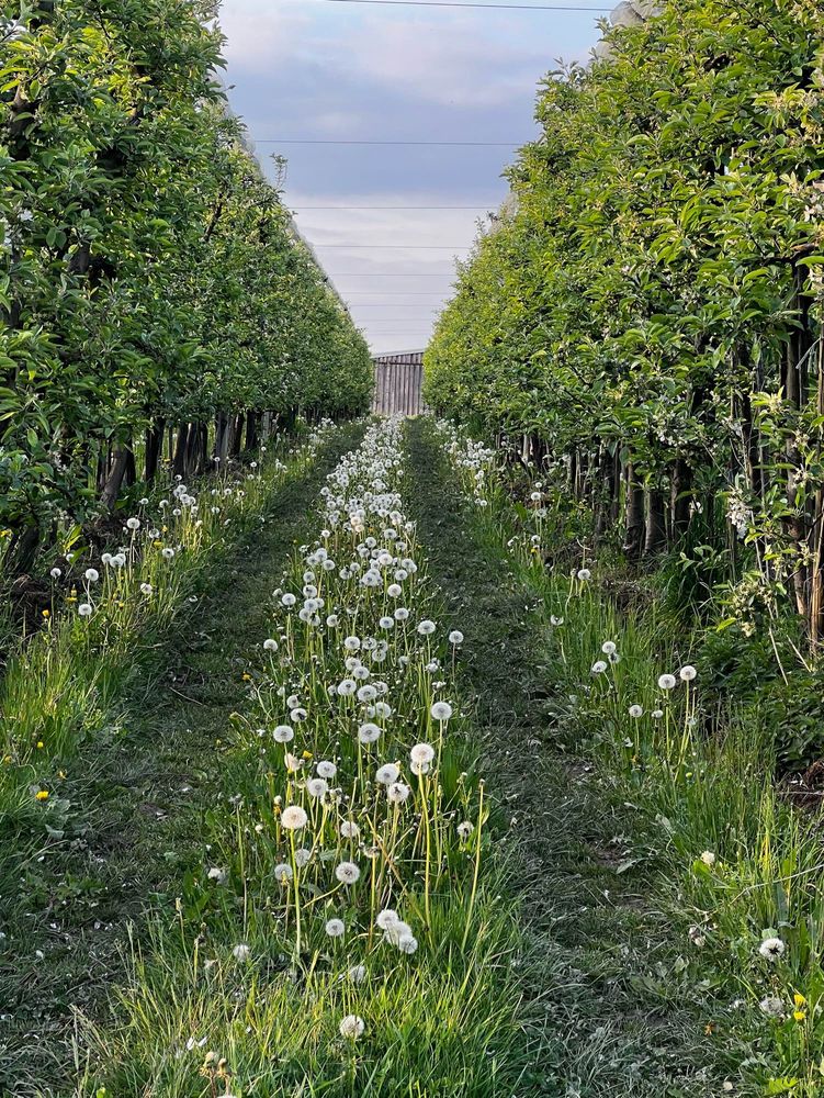 Blick in eine Pusteblumenplantage: in der Mitte ist ein sehr langer Streifen voller Pusteblumen, links und rechts davon je eine Reihe Apfelbäume. Ganz möglicherweise könnte es auch umgekehrt sein, also dass es eine Apfelplantage ist in welcher Pusteblumen wachsen aber die zuerst genannte Möglichkeit gefällt mir so etwa 30 Millionen % besser!  