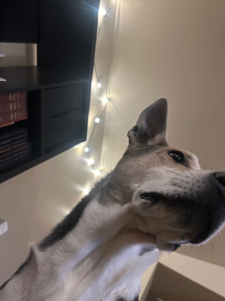 A picture of Cascade's (black and white pit bull mix) head from beneath. He looks very concerned. The framing is askew and clearly taken from the floor, part of a string of lights is shown and a bit of a TV entertainment center, giving the image an odd vibe