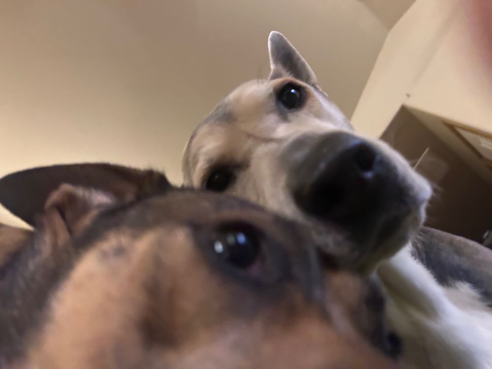 Mocha and Cascade (two pit bull mixes) looking down at the camera with concern. Mocha is mostly cut off from being too close to the camera, only her eyes and ears are visible. The image is off kilter just like the last one