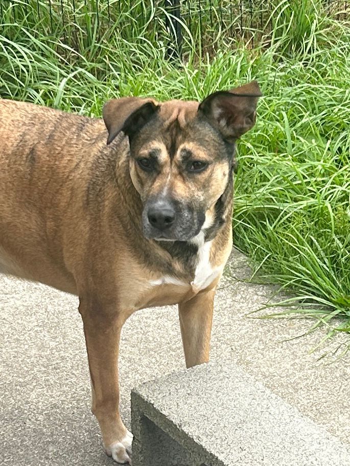 Mocha, a brown pit bull mix, standing on concrete looking past the camera, forehead wrinkled in concern 