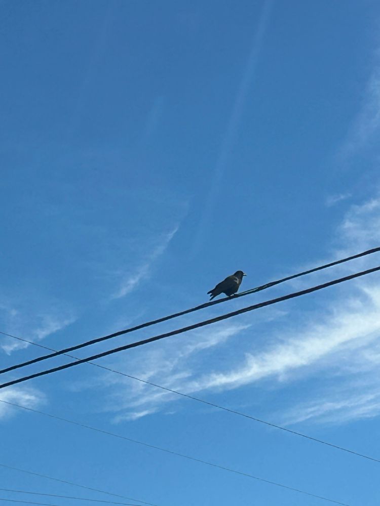 A crow sitting on a power line with blue sky and wispy clouds in the background 
