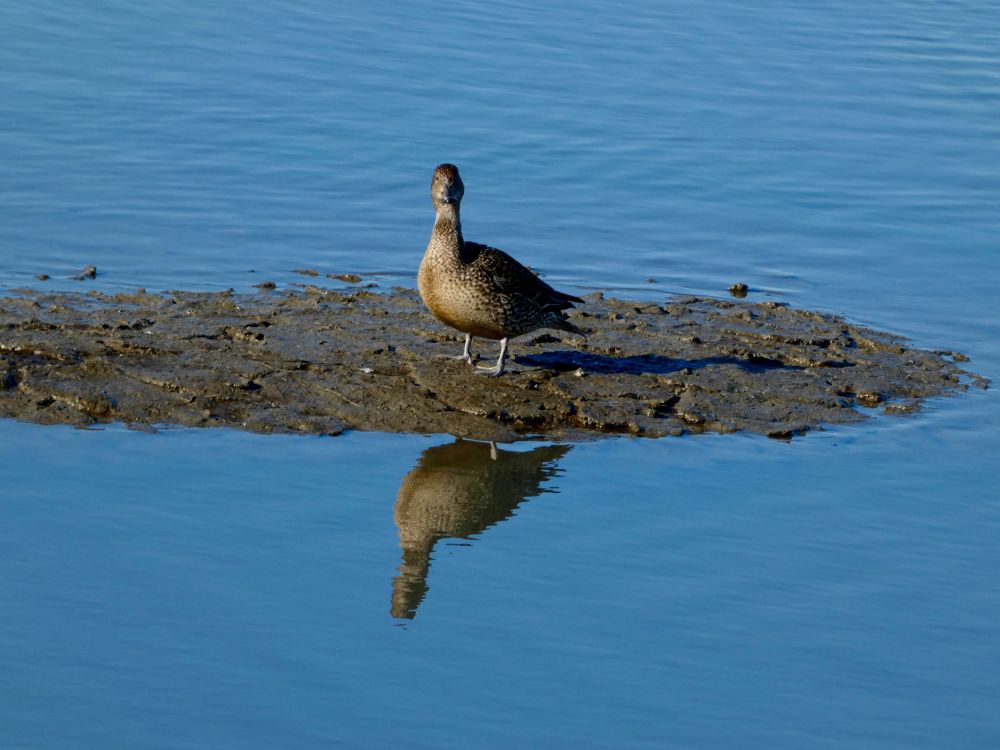 The same bird, looking directly at the camera