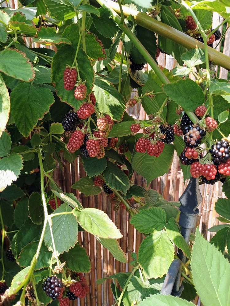 A picture of bunches of blackberries hanging from a large bush. 