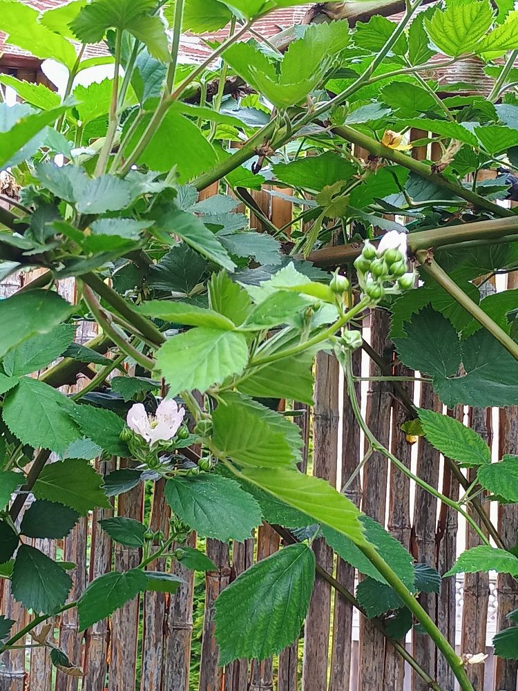 A picture of a blackberry bush with pink blossoms starting to emerge 