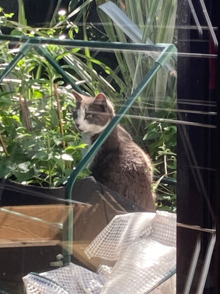 A grey and white cat sitting up in a planter, surrounded by greenery as he looks over his shoulder