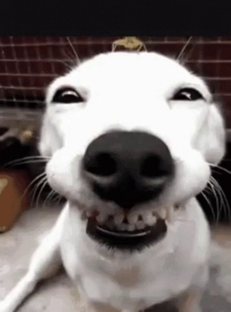 Funny Dogs Cute GIF