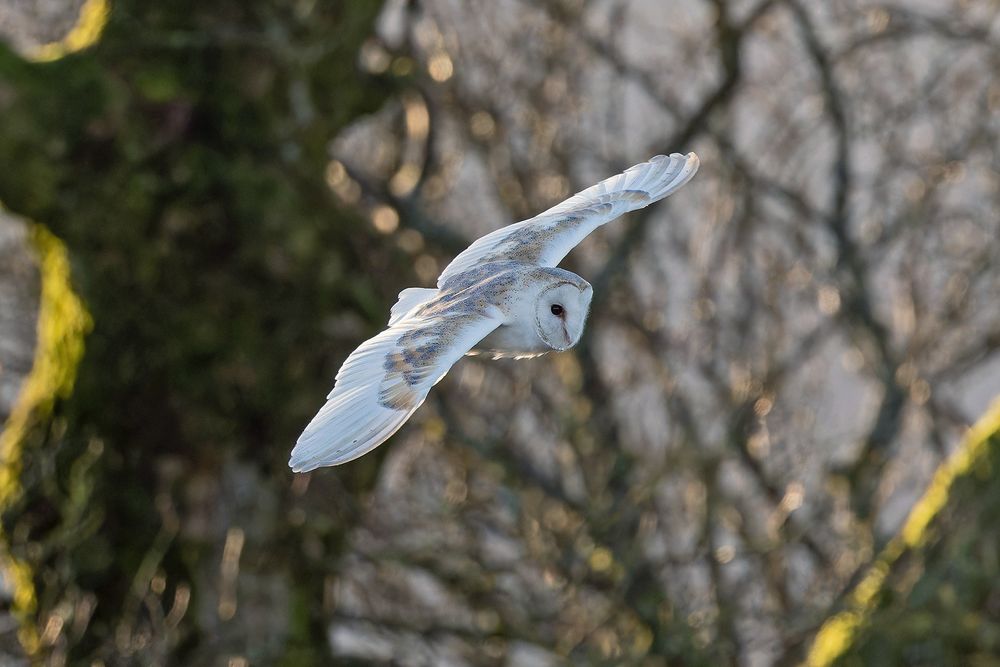 Male Western Barn Owl, Forest of Bowland, Pete Morris