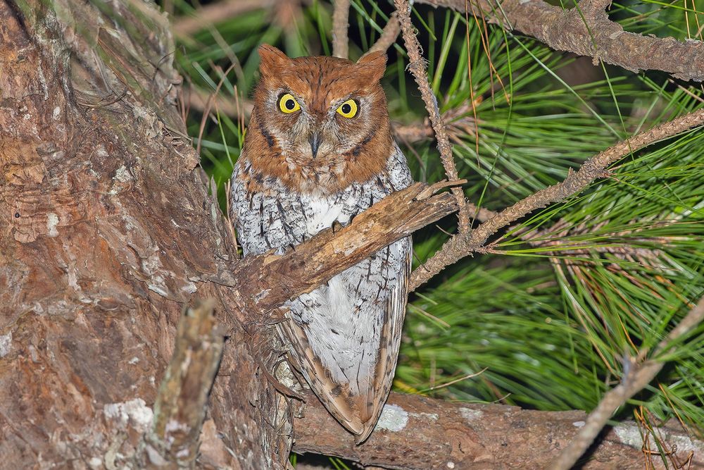 Rufous morph Oriental Scops Owl, Dalat, Vietnam (Pete Morris)