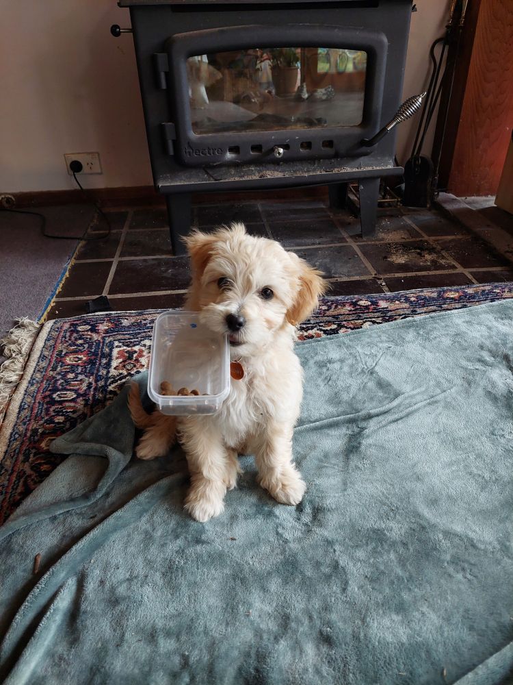 A small puppy looks straight at the camera holding a plastic container with dog food in it. The puppy looks very sweet and innocent. 