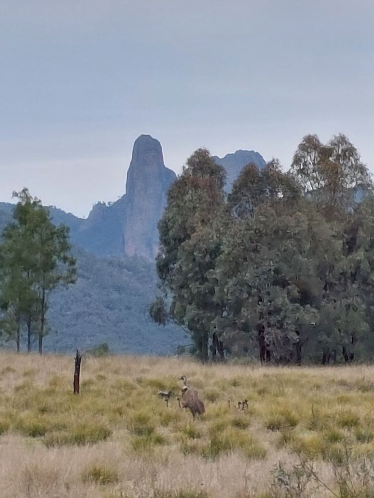 An emu dad and some chicks visible in tussocks,  gum trees and mountain peaks of the Warrumbungles are in the background. 