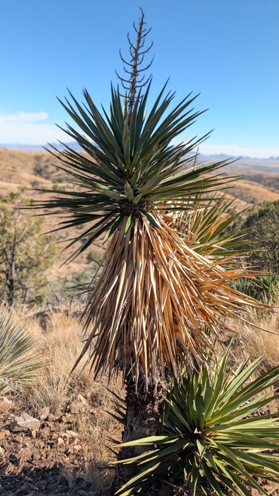 Faxon yucca, aka Spanish dagger, with rolling desert hills in the background 