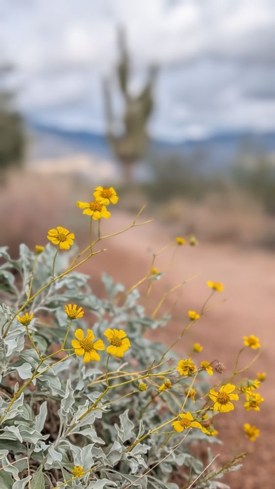 Yellow Brittlebush flowers along a dirt trail with a blurred saguaro in the background.