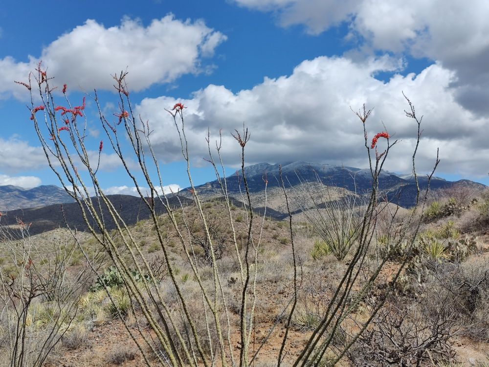 A flowering ocatillo plant with Mica Mountain in the distance